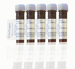 Invitrogen_C10444_CellROX™ Green Reagent, for oxidative stress detection 试剂_5 x 50 μL - 