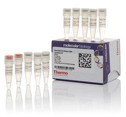 热电/Thermofisher_K1622_RevertAid First Strand cDNA Synthesis Kit 试剂_100 reactions - 