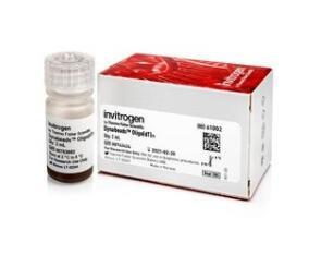 Thermo Scientific_61002_Dynabeads Oligo(dT)25试剂_2ml 常温 - 