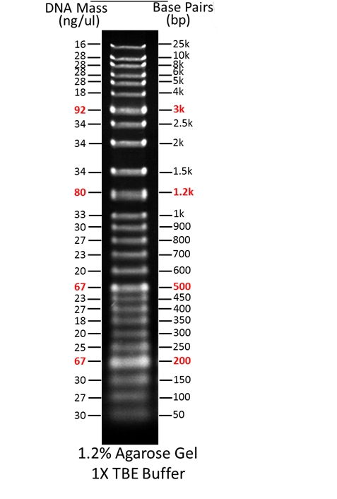 ReadiUse 1 Kb Plus DNA Ladder    货号60051