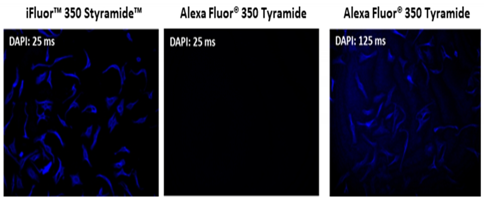 iFluor 488 Styramide * Alexa Fluor 488酪胺的优异替代品*    货号45020