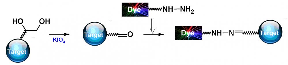 iFluor 647酰肼    货号1085