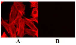 Cell Navigator F-肌动蛋白（F-Actin）标记试剂盒 橙色荧光    货号22663