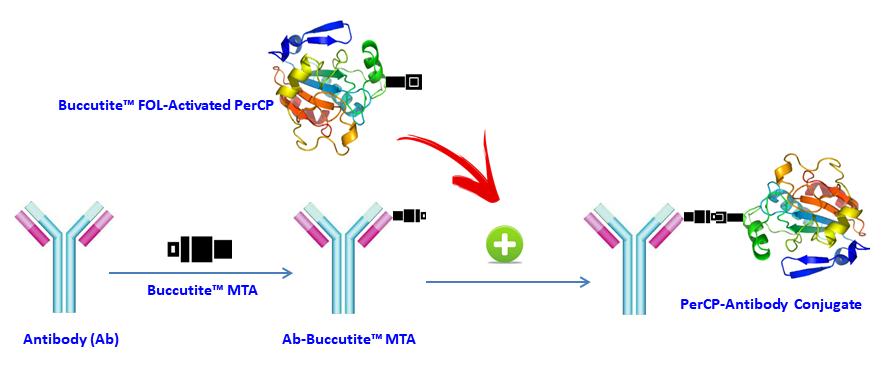 Buccutite PerCP抗体标记试剂盒 标记100ug抗体    货号1325